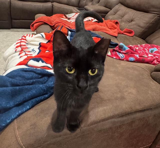 Enlarge Willow, a Adoptable Domestic Short Hair in Cleveland, OH image 1/3