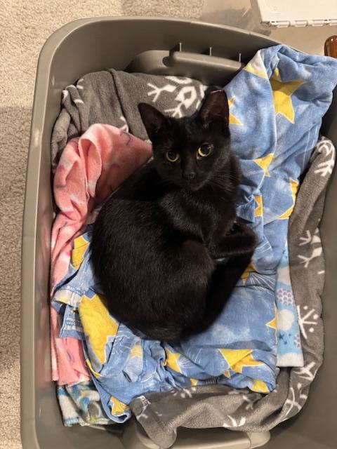 Enlarge Willow, a Adoptable Domestic Short Hair in Cleveland, OH image 3/3