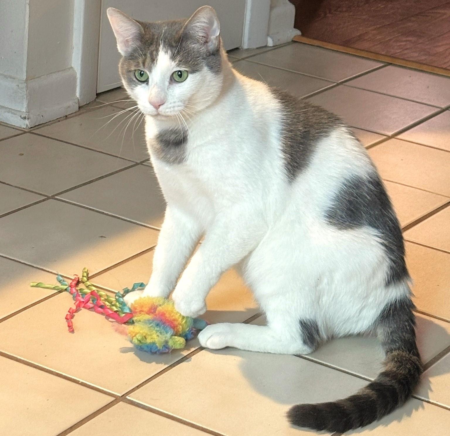 Pets for adoption from Feral Fixers, NFP | Petfinder