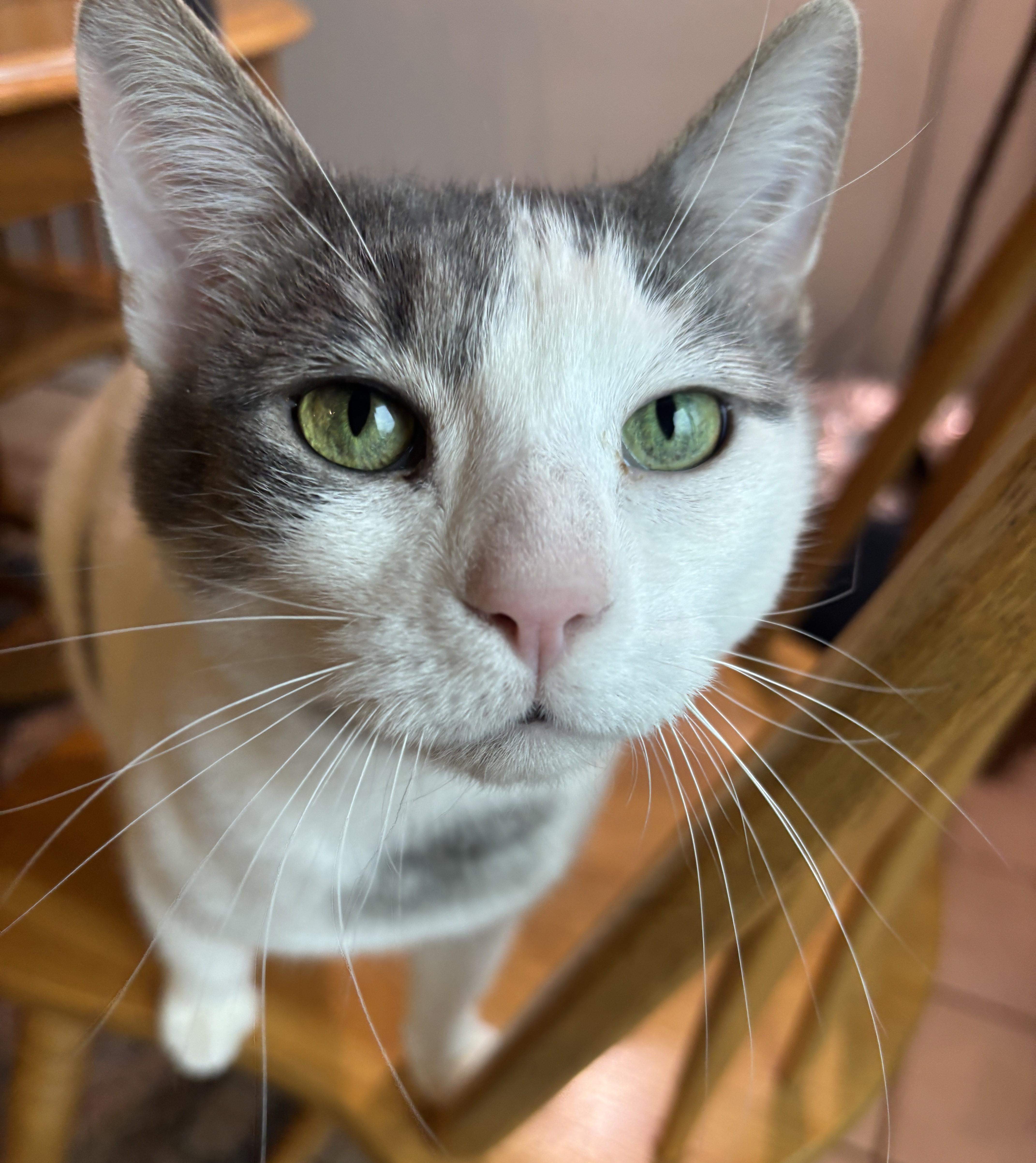 Enlarge Leslie, an adoptable mixed breed in Lombard, IL image 3/6