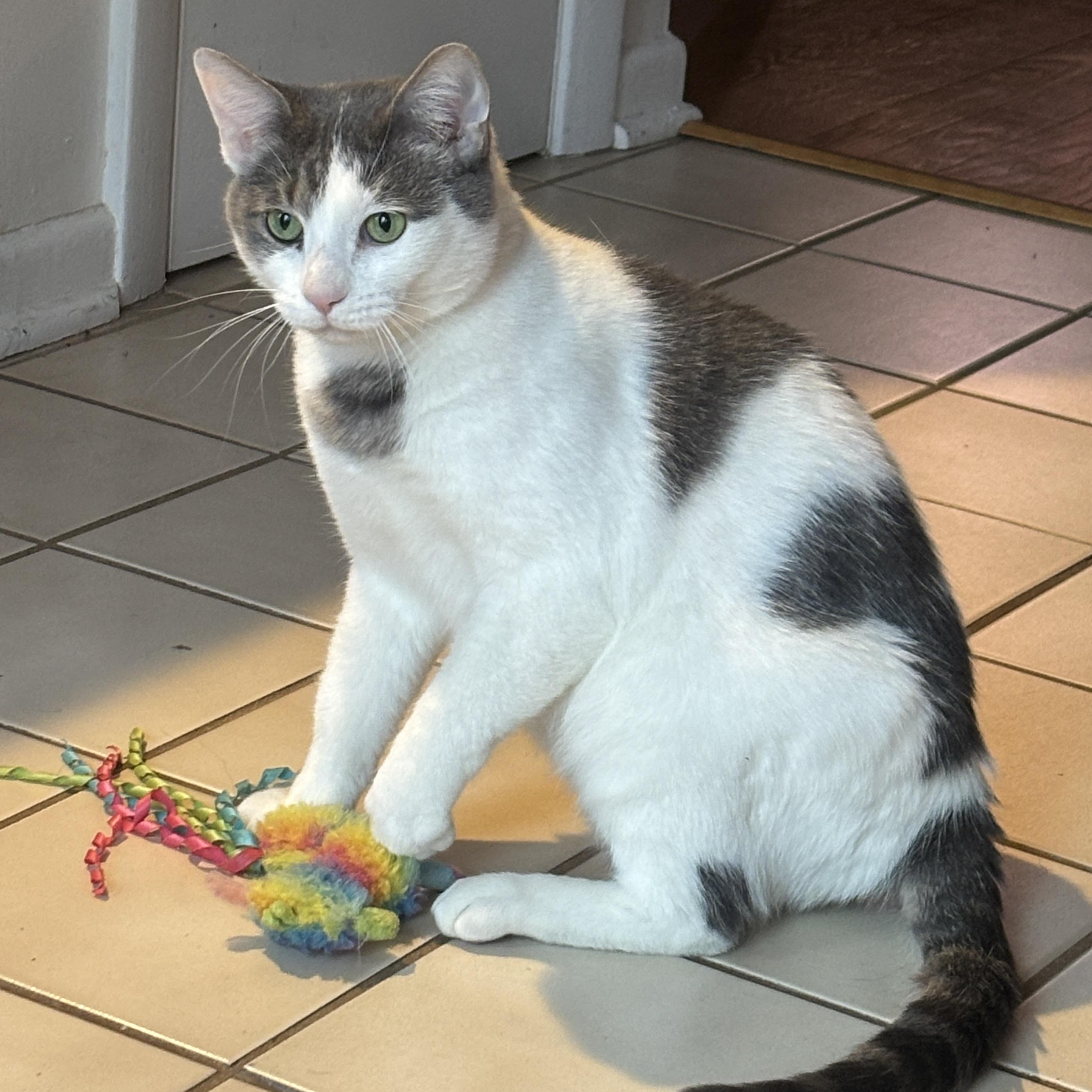 Leslie, adoptable, Young Female Domestic Short Hair & Tabby.