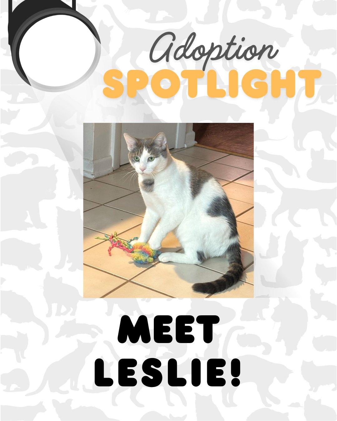 Enlarge Leslie, an adoptable mixed breed in Lombard, IL image 4/6