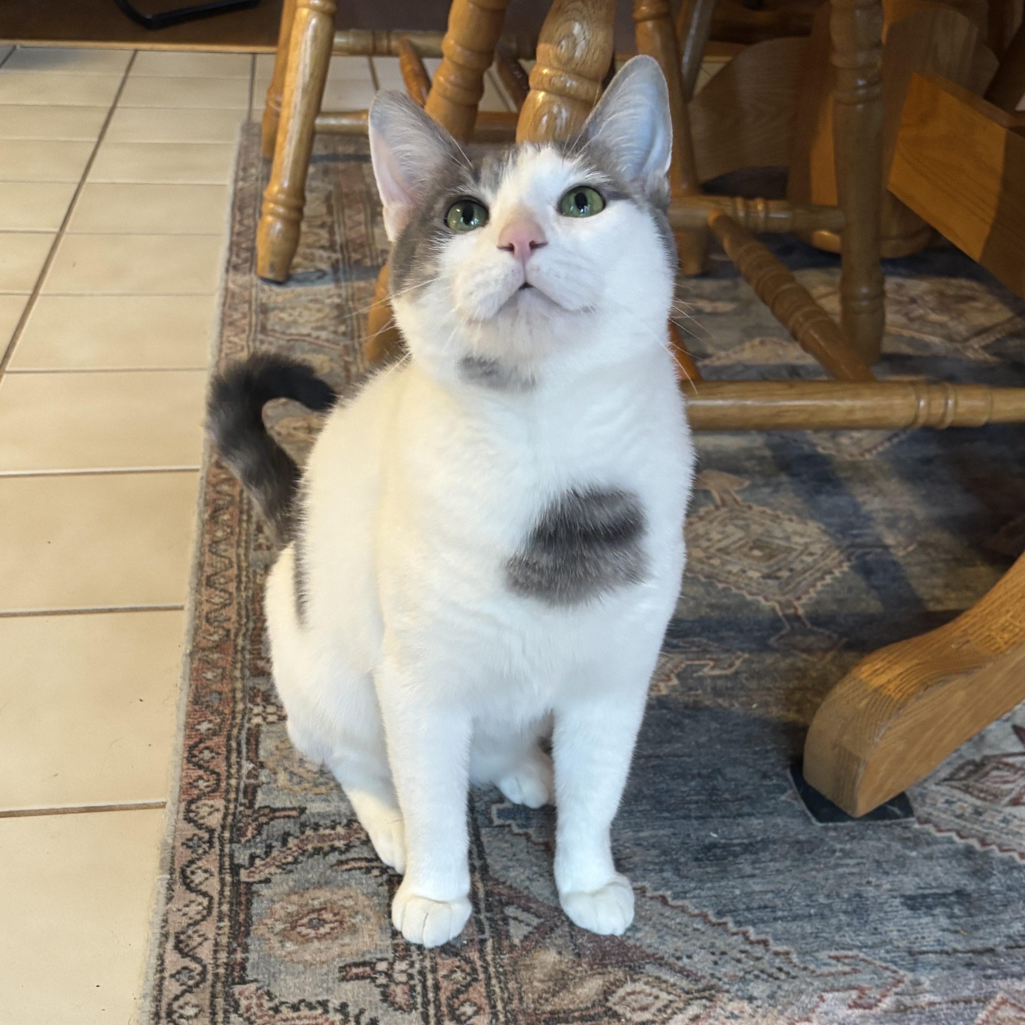 Enlarge Leslie, an adoptable mixed breed in Lombard, IL image 4/6