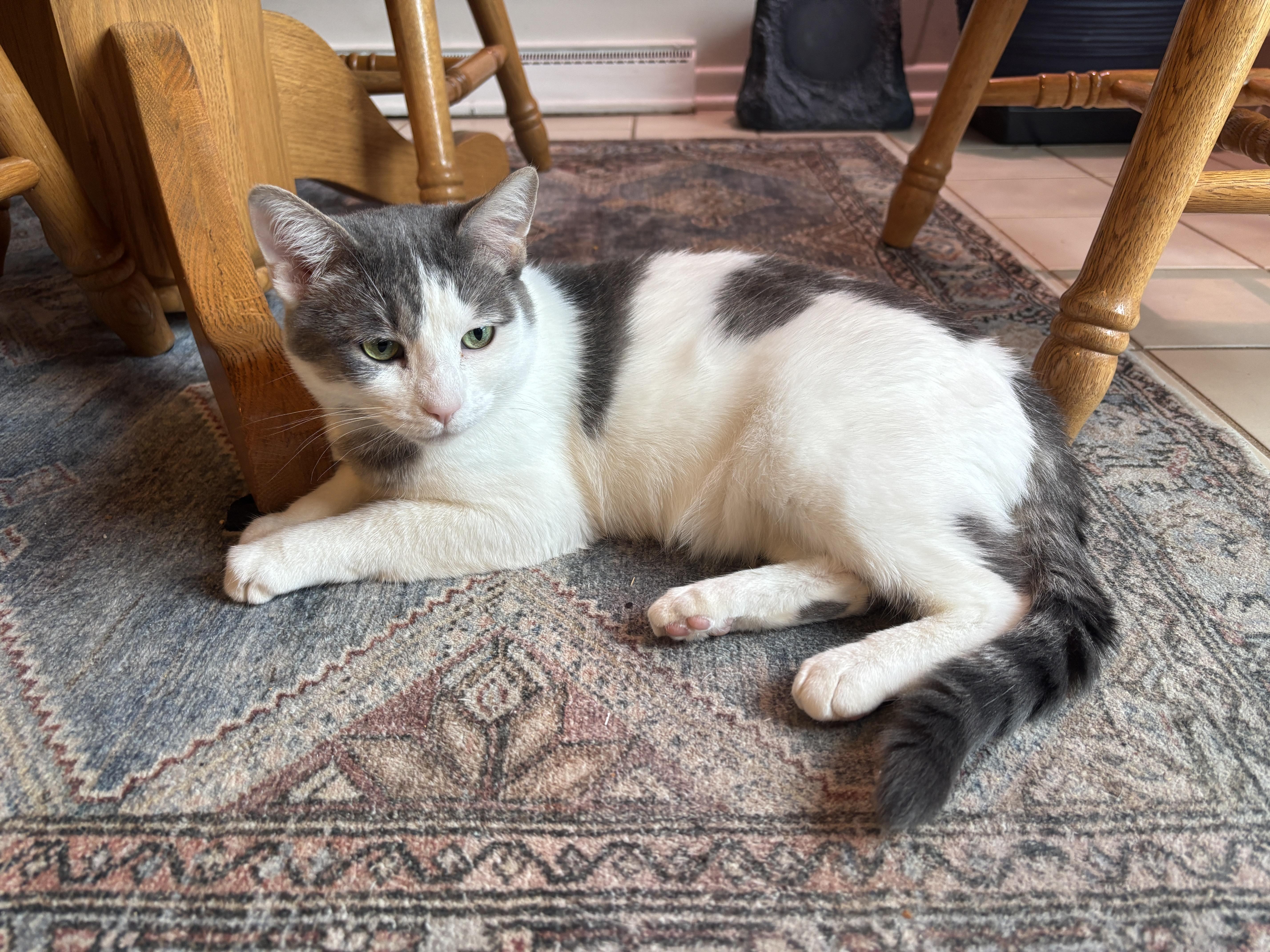 Leslie, adoptable, Young Female Domestic Short Hair & Tabby.