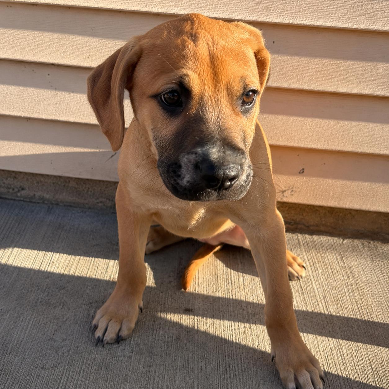Honeyberry, Adoptable, Young Female Boxer.