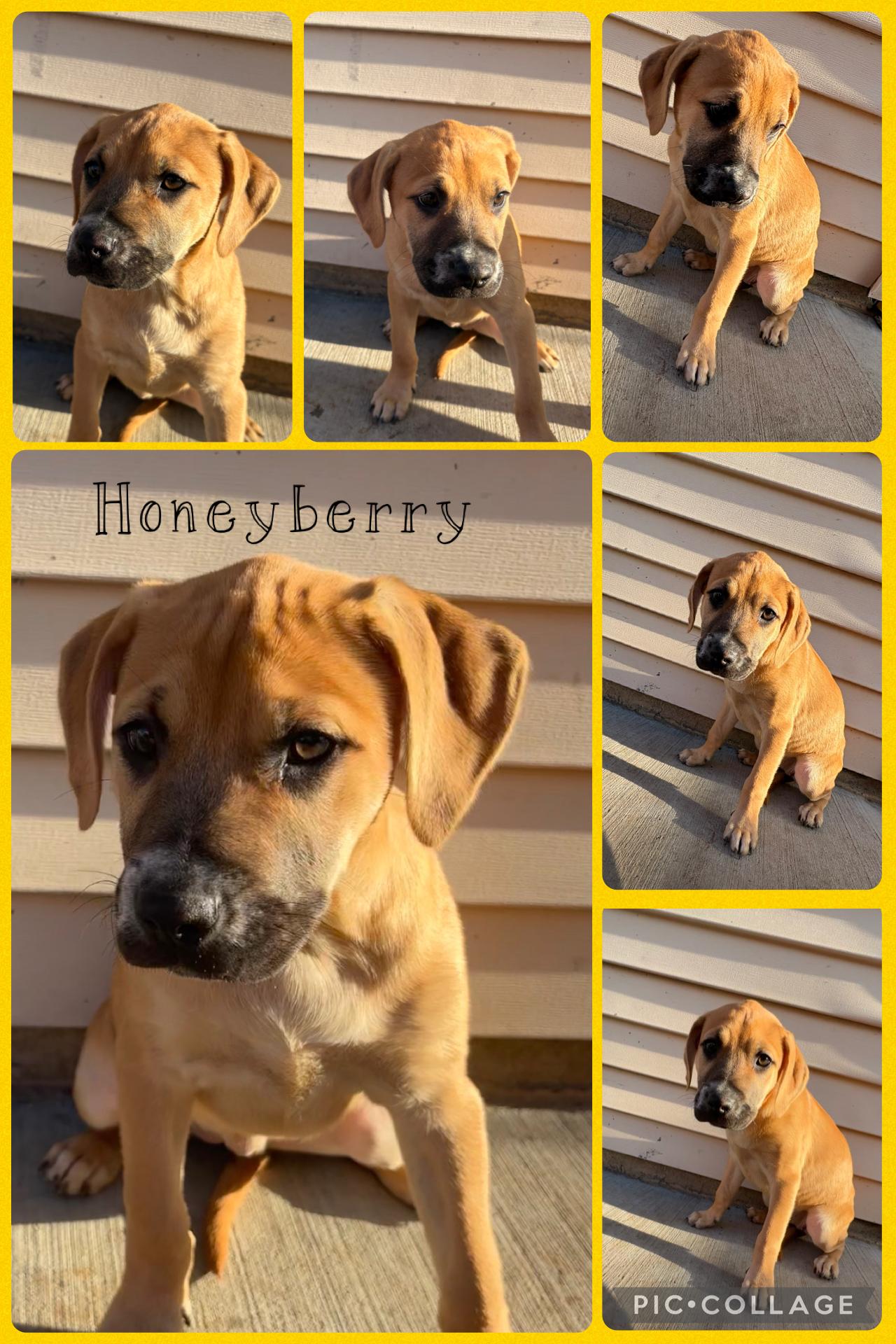 Honeyberry, a Adoptable mixed breed in Crest Hill, IL image 2/2