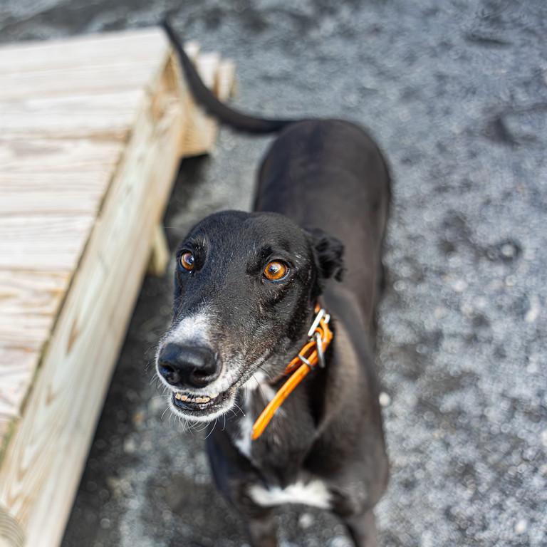 Enlarge Artilla, a Adoptable Greyhound in Augusta, ME image 2/5