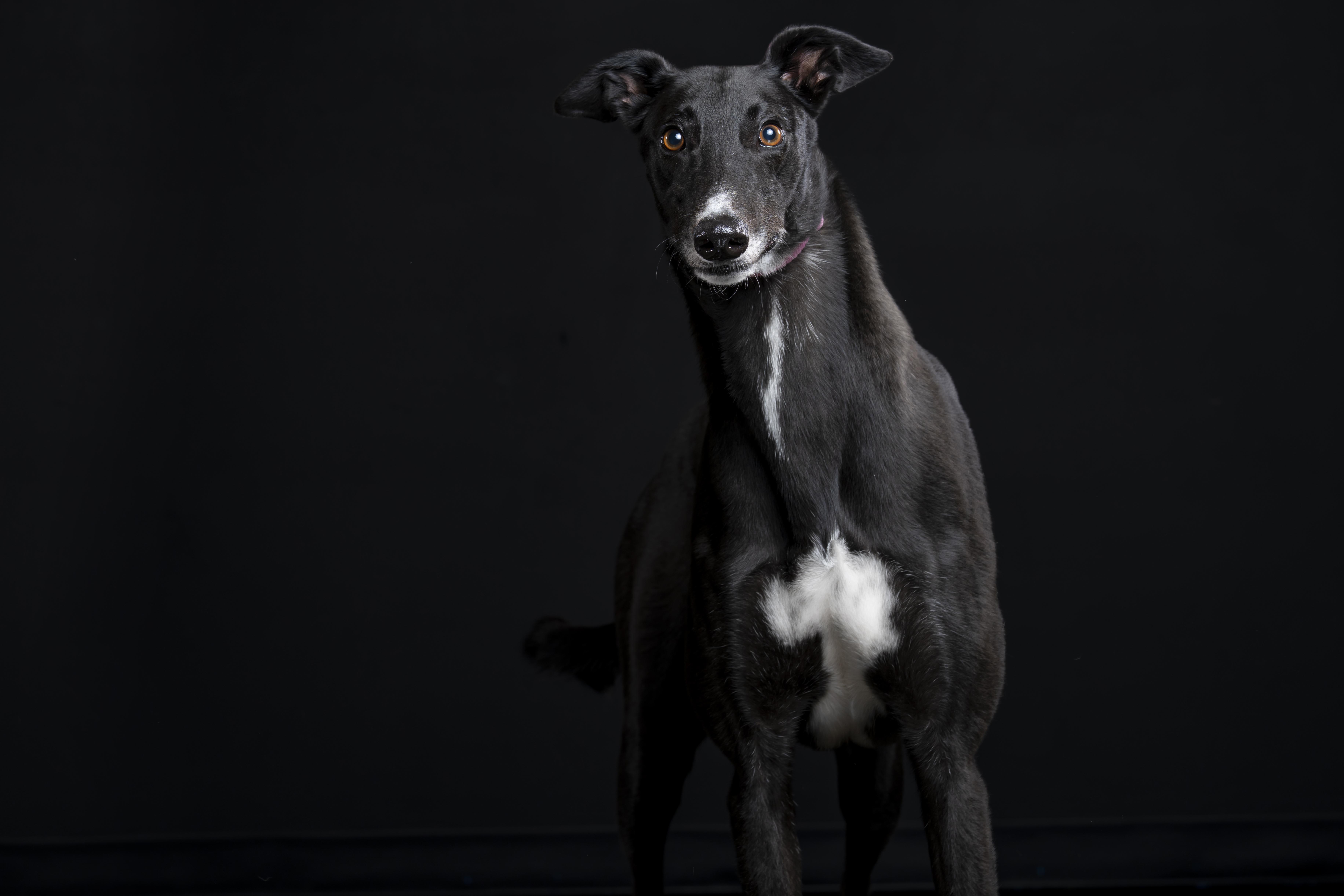 Artilla, Adoptable, Adult Male Greyhound.