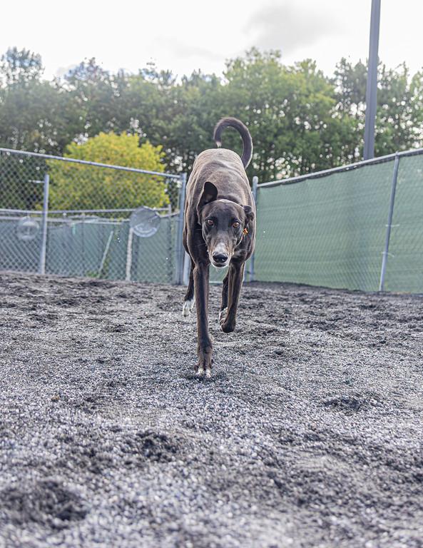 Enlarge Artilla, a Adoptable Greyhound in Augusta, ME image 5/5
