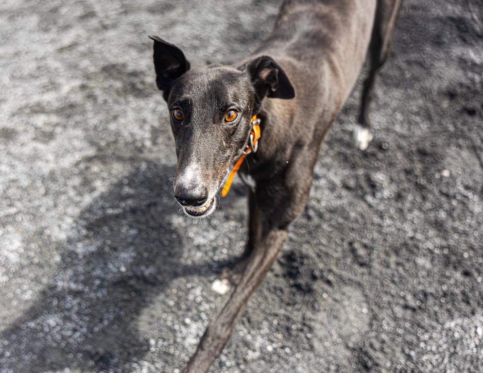 Enlarge Artilla, a Adoptable Greyhound in Augusta, ME image 3/5