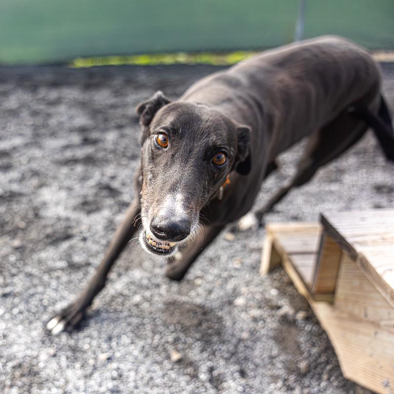 Enlarge Artilla, a Adoptable Greyhound in Augusta, ME image 4/5