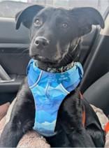 Enlarge Iroh, an adoption pending mixed breed in Cranbrook, BC image 4/6