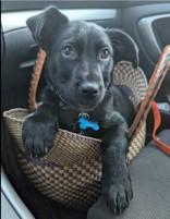 Iroh, ADOPTABLE, Puppy Male Labrador Retriever & German Shepherd Dog.