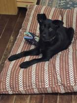 Enlarge Iroh, an adoption pending mixed breed in Cranbrook, BC image 5/6