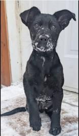 Enlarge Iroh, an adoption pending mixed breed in Cranbrook, BC image 6/6