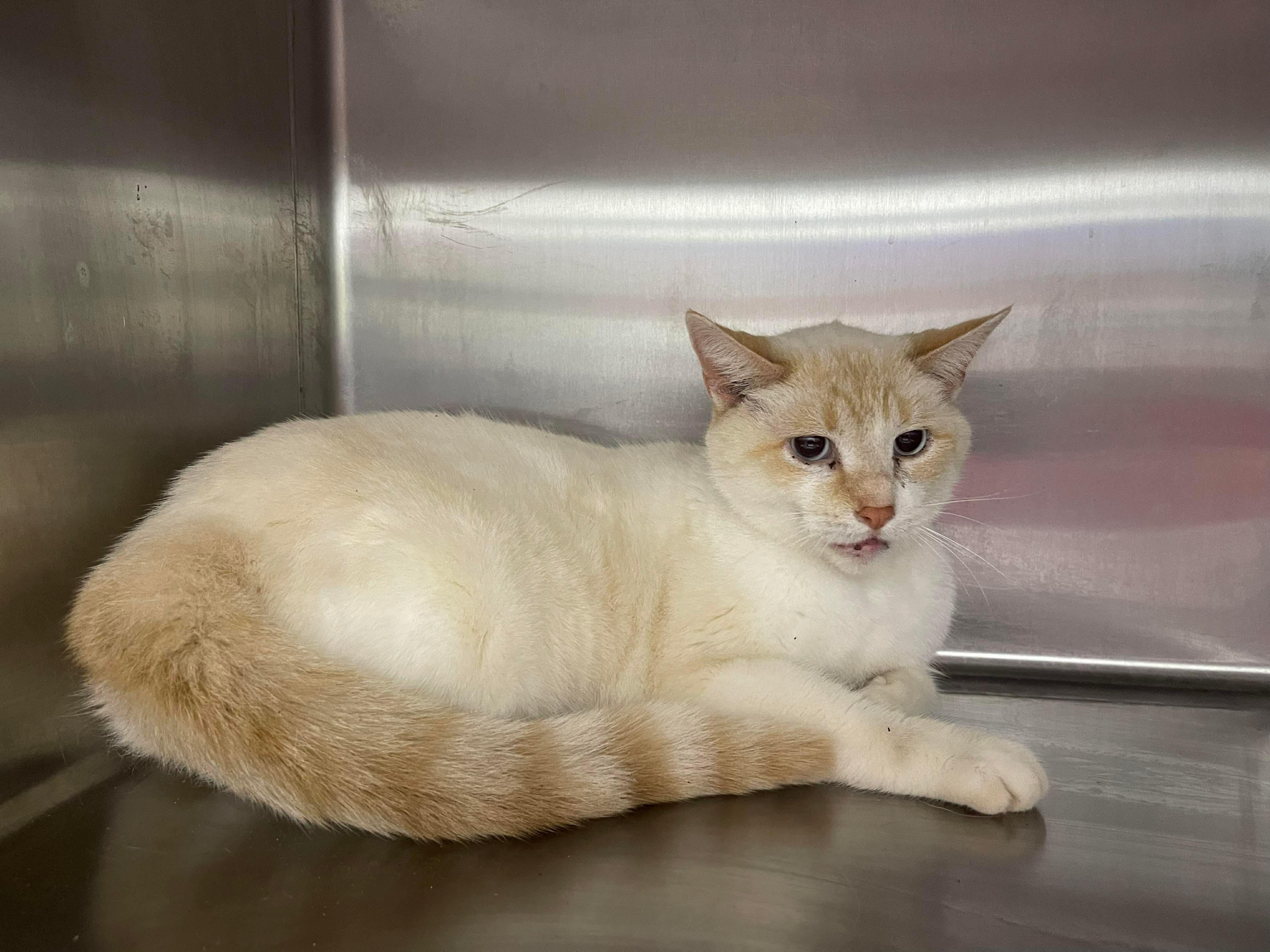 Enlarge Flame, a ADOPTABLE mixed breed in Knoxville, TN image 1/1