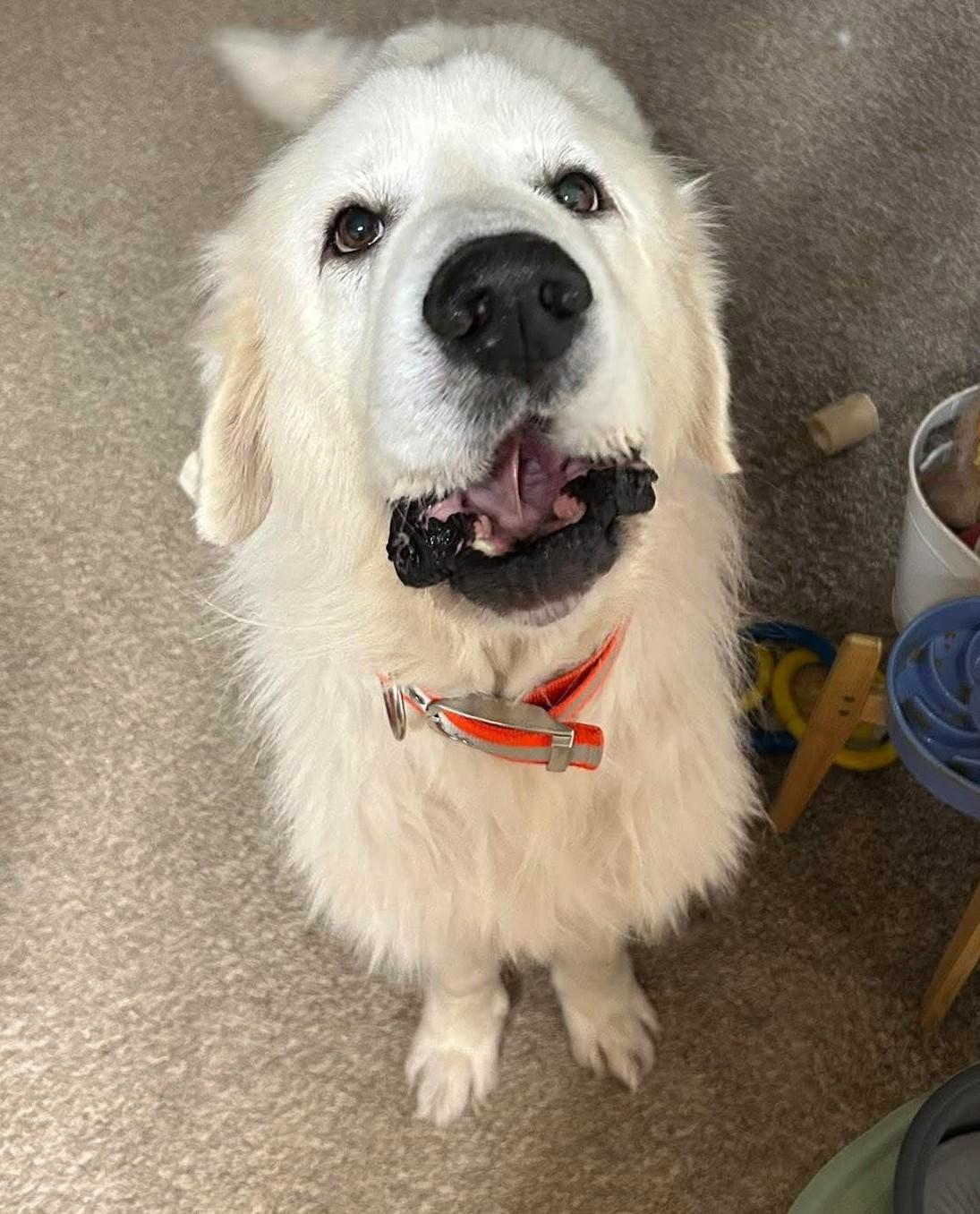 Enlarge Rooney, a Adopted Great Pyrenees in Oklahoma City, OK, OK image 3/6
