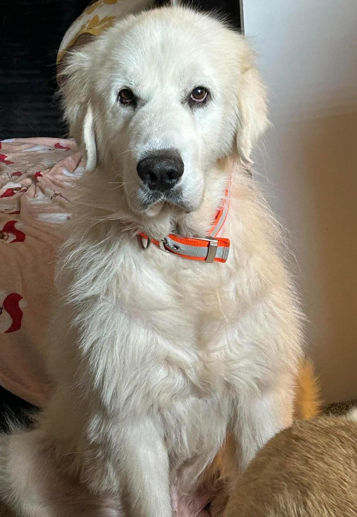 Enlarge Rooney, a Adopted Great Pyrenees in Oklahoma City, OK, OK image 2/6
