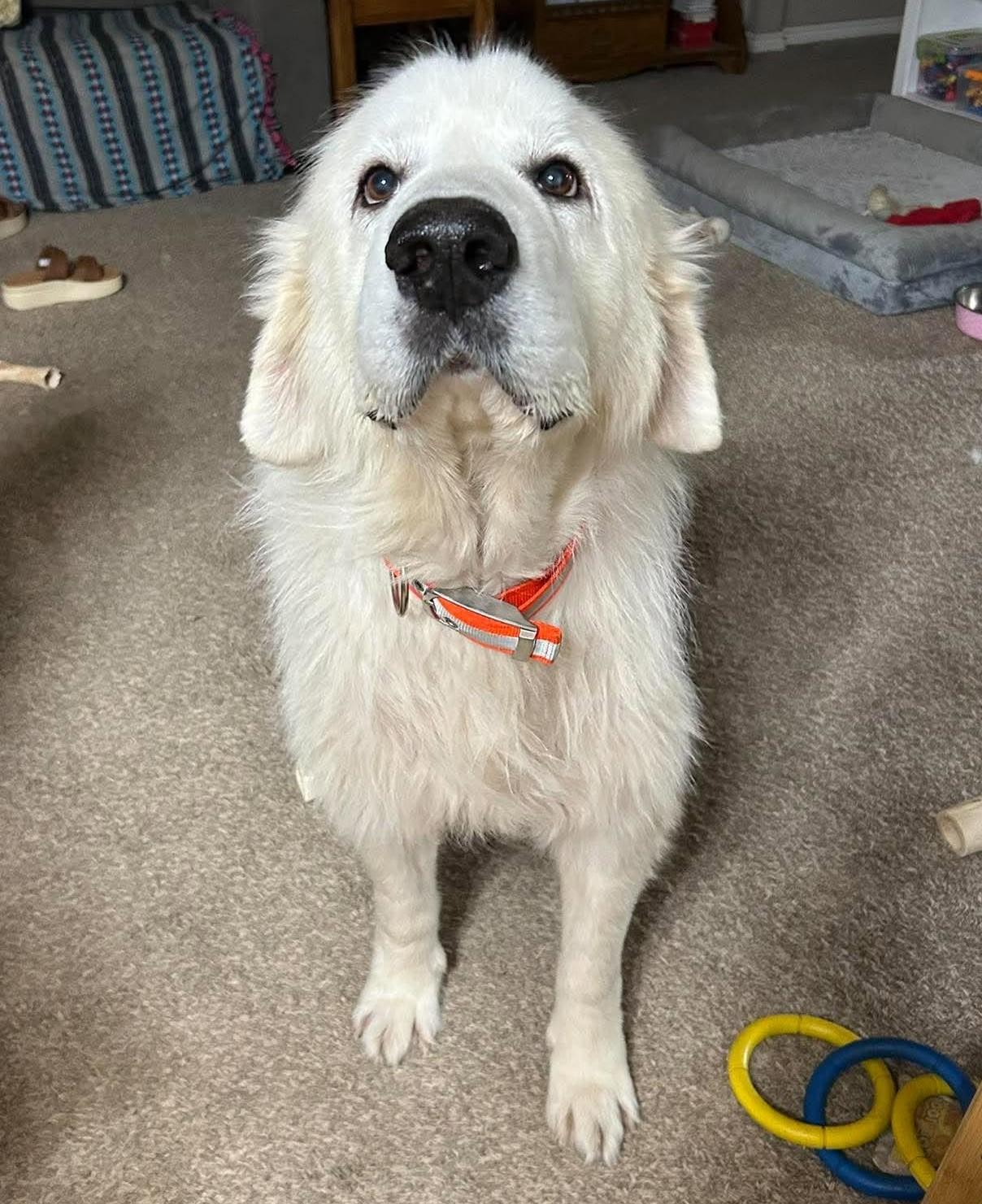 Enlarge Rooney, a Adopted Great Pyrenees in Oklahoma City, OK, OK image 5/6