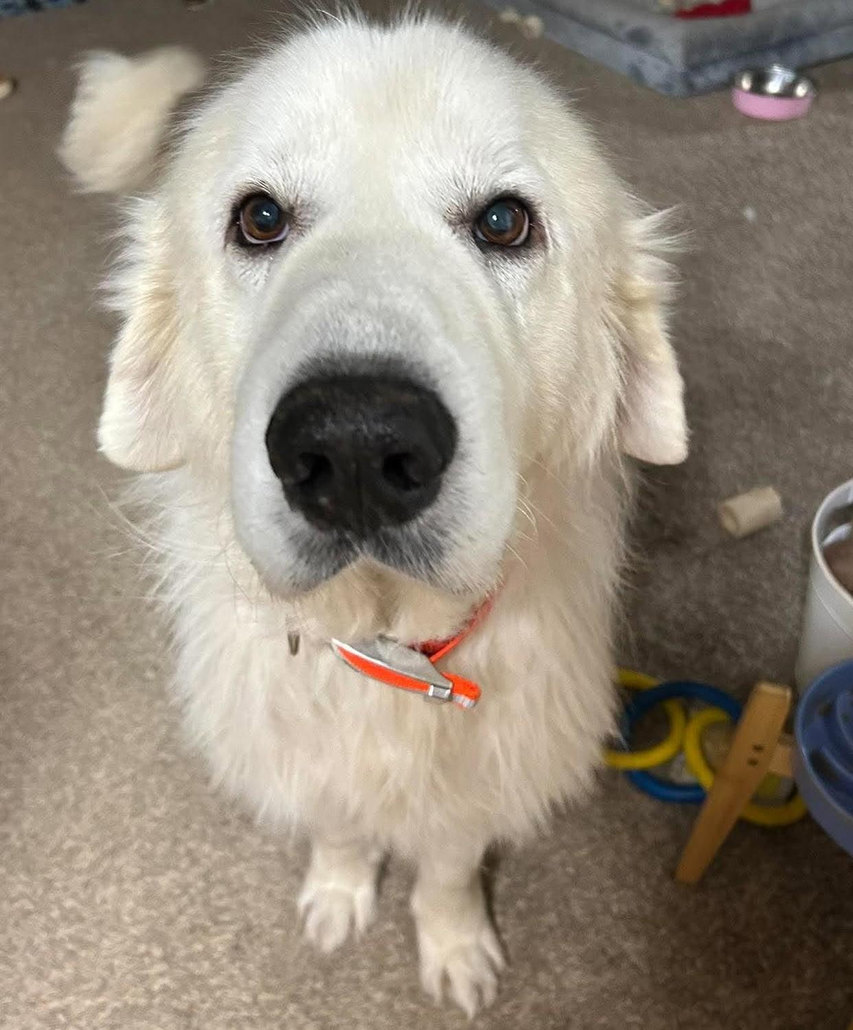 Enlarge Rooney, a Adopted Great Pyrenees in Oklahoma City, OK, OK image 1/6