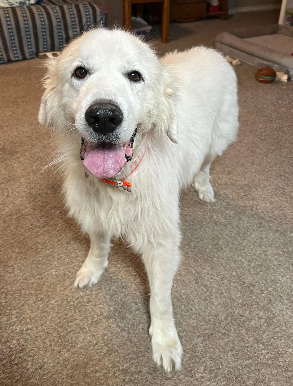 Enlarge Rooney, a Adopted Great Pyrenees in Oklahoma City, OK, OK image 6/6
