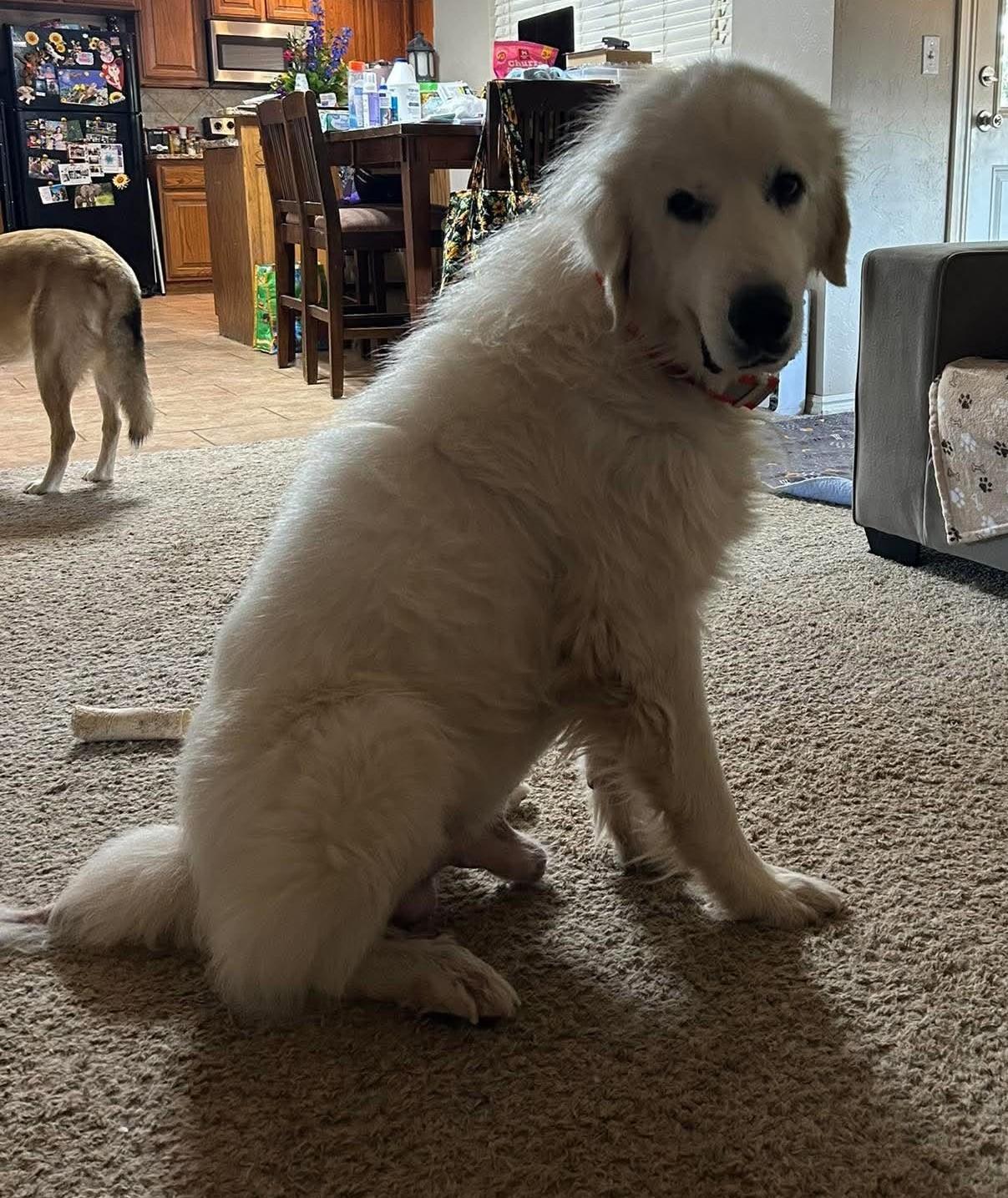 Enlarge Rooney, a Adopted Great Pyrenees in Oklahoma City, OK, OK image 4/6