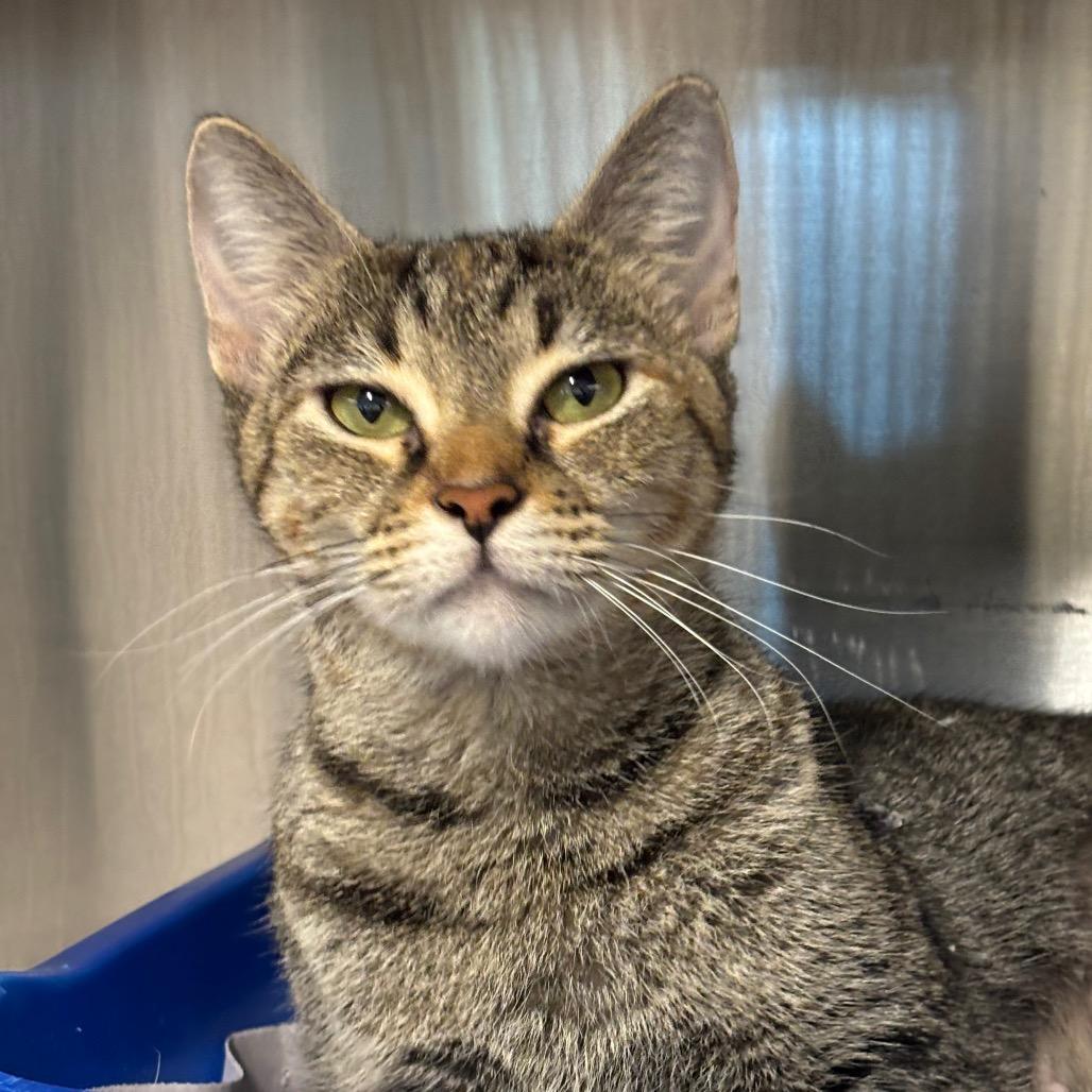 Firefly, Adoptable, Adult Female Domestic Short Hair & Domestic Short Hair.