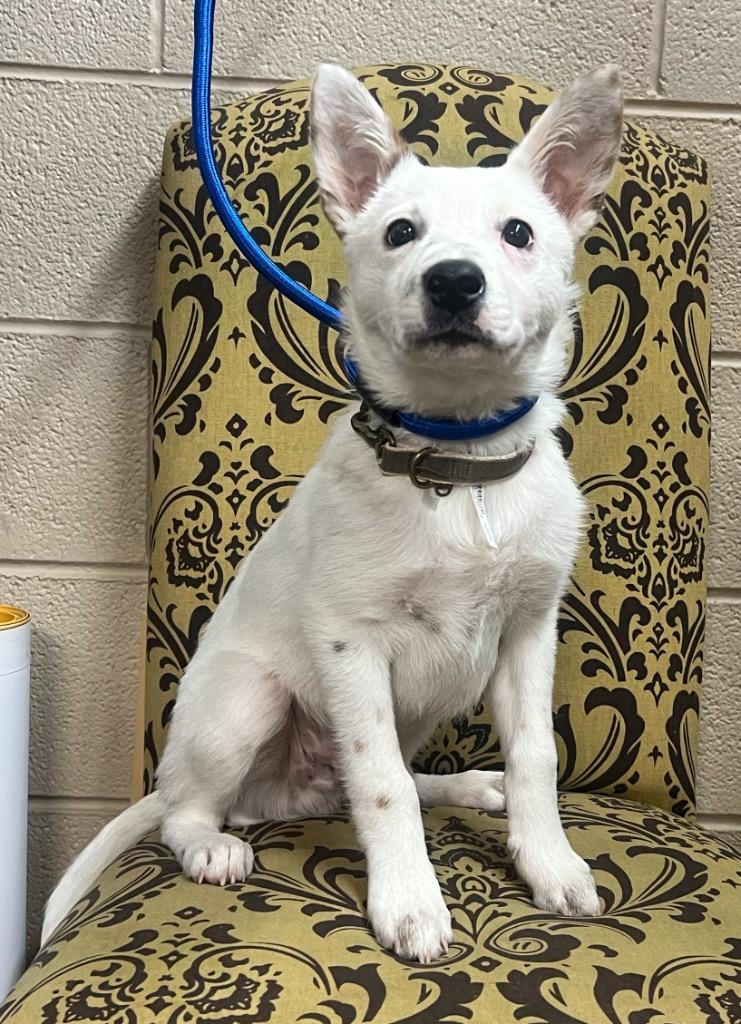 G. RJ, Adoptable, Puppy Male Australian Cattle Dog / Blue Heeler.