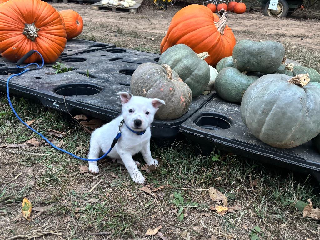 Enlarge G. RJ, a Adoptable Australian Cattle Dog / Blue Heeler in Murray, KY image 2/3