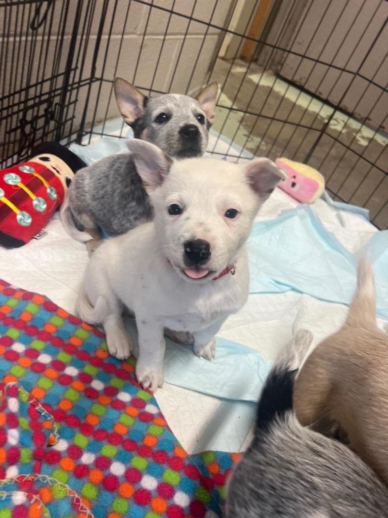 Enlarge G. RJ, a Adoptable Australian Cattle Dog / Blue Heeler in Murray, KY image 3/3