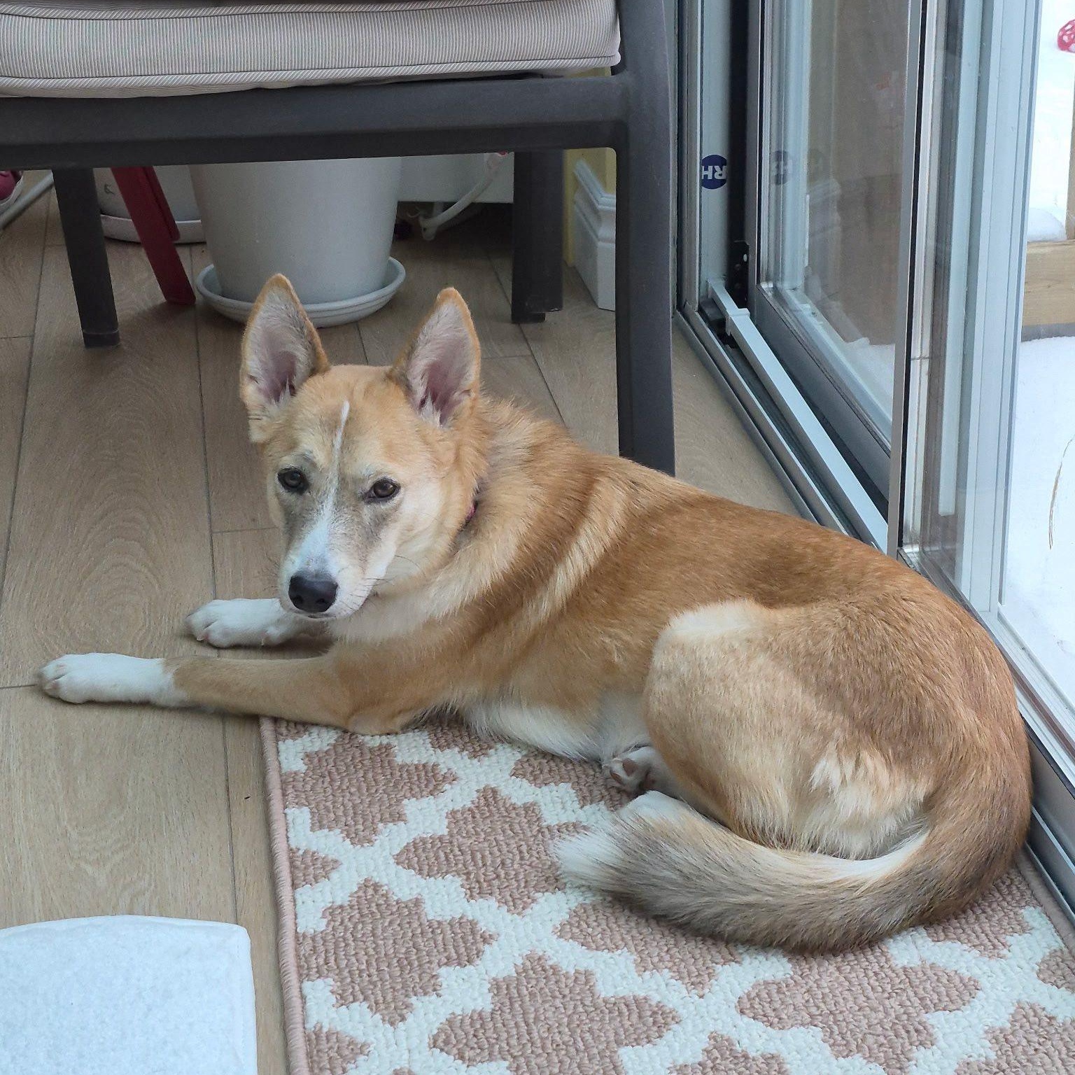 Sansa, ADOPTABLE, Young Female Shepherd.