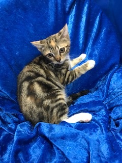 Cookie, a Adoptable Bengal in Gainesville, FL image 1/4