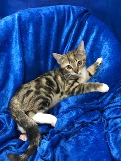 Cookie, a Adoptable Bengal in Gainesville, FL image 2/4