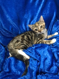 Cookie, a Adoptable Bengal in Gainesville, FL image 3/4