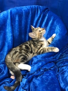 Cookie, a Adoptable Bengal in Gainesville, FL image 4/4