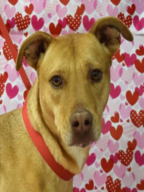 ANGELETTE, Adoptable, Young Female American Bulldog & Labrador Retriever.