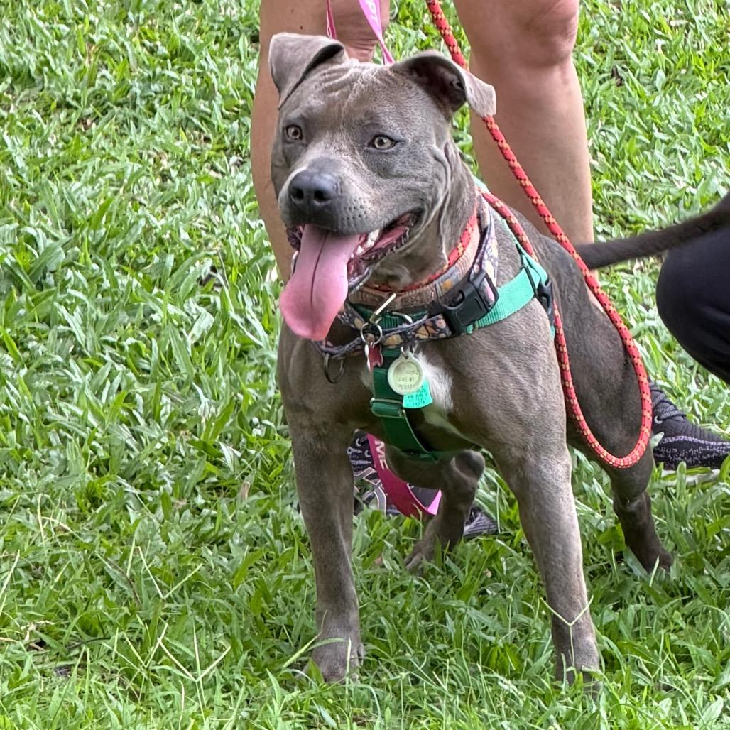 Princess Leia, Adoptable, Adult Female Mixed Breed.