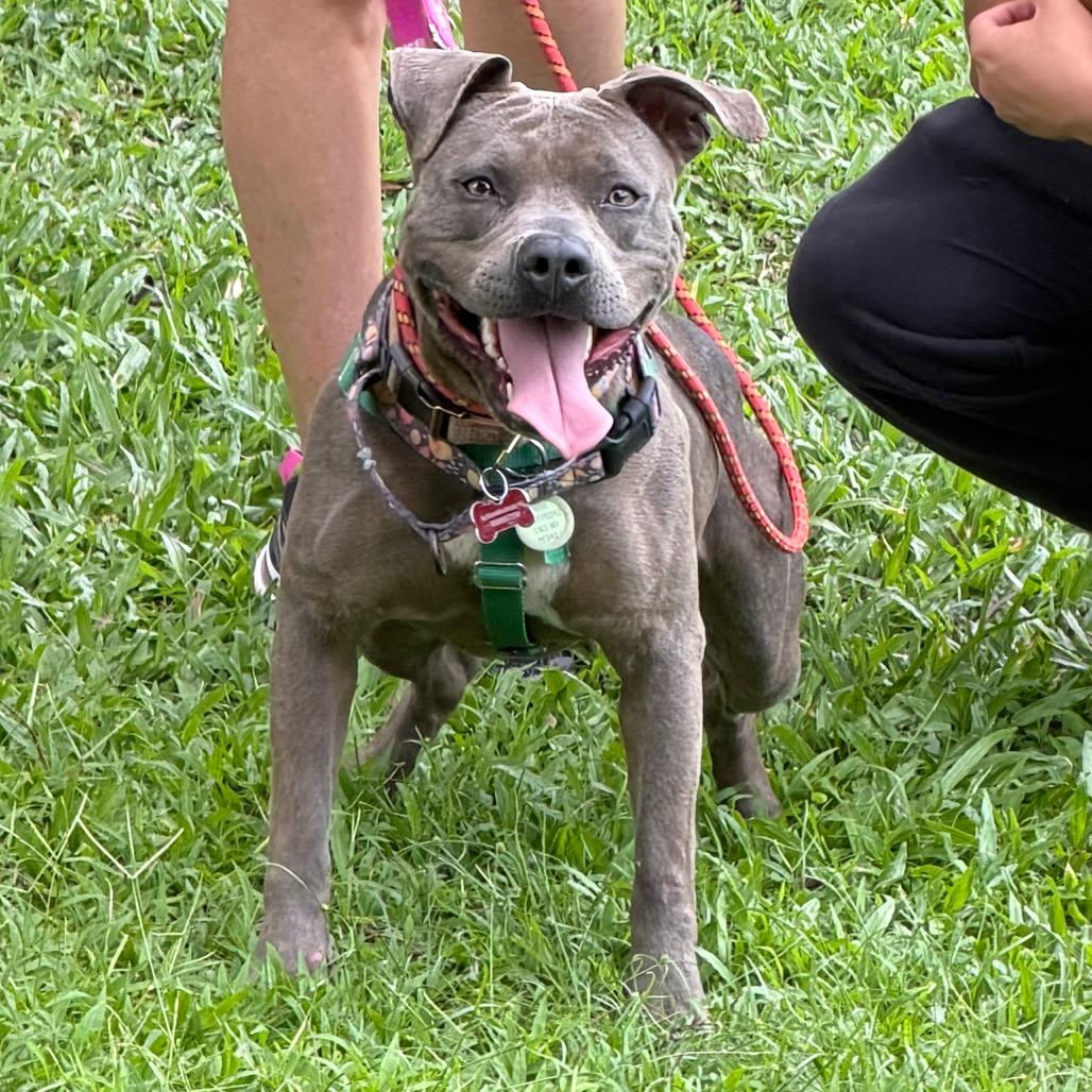 Princess Leia, a Adoptable Mixed Breed in Volcano, HI image 2/6