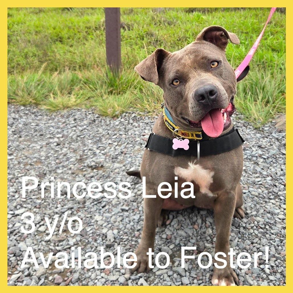 Princess Leia, a Adoptable Mixed Breed in Volcano, HI image 3/6