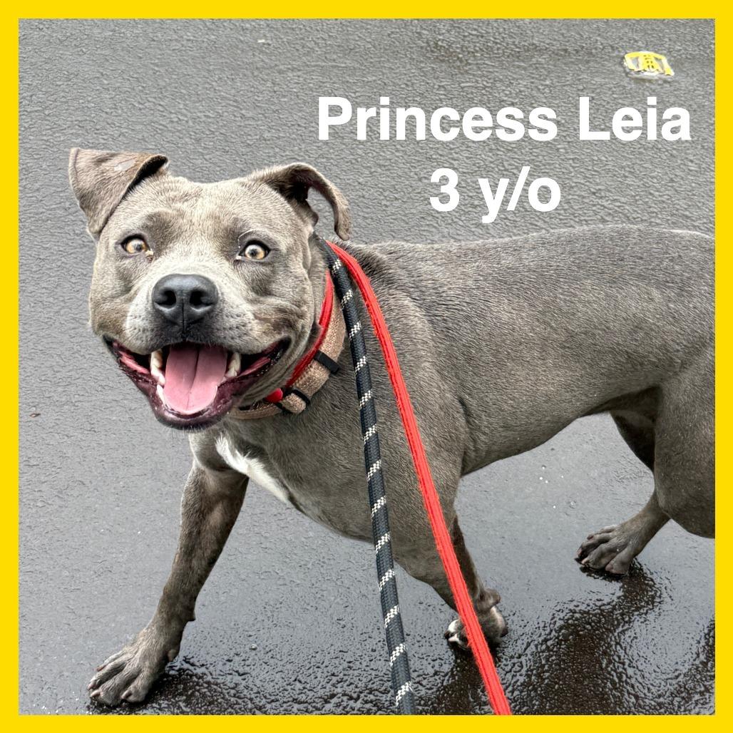 Enlarge Princess Leia, a Adoptable Mixed Breed in Volcano, HI image 1/6