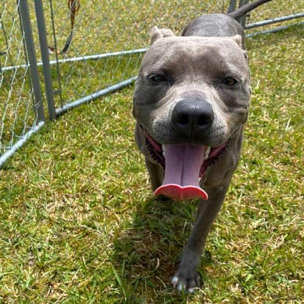Enlarge Princess Leia, a Adoptable Mixed Breed in Volcano, HI image 2/6