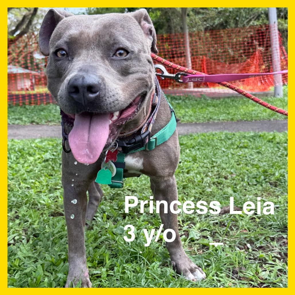 Enlarge Princess Leia, a Adoptable Mixed Breed in Volcano, HI image 3/6