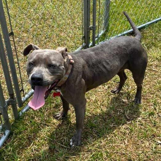 Enlarge Princess Leia, a Adoptable Mixed Breed in Volcano, HI image 4/6