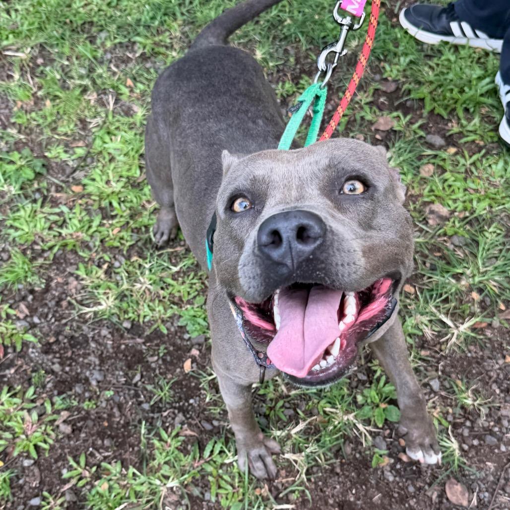 Enlarge Princess Leia, a Adoptable Mixed Breed in Volcano, HI image 5/6