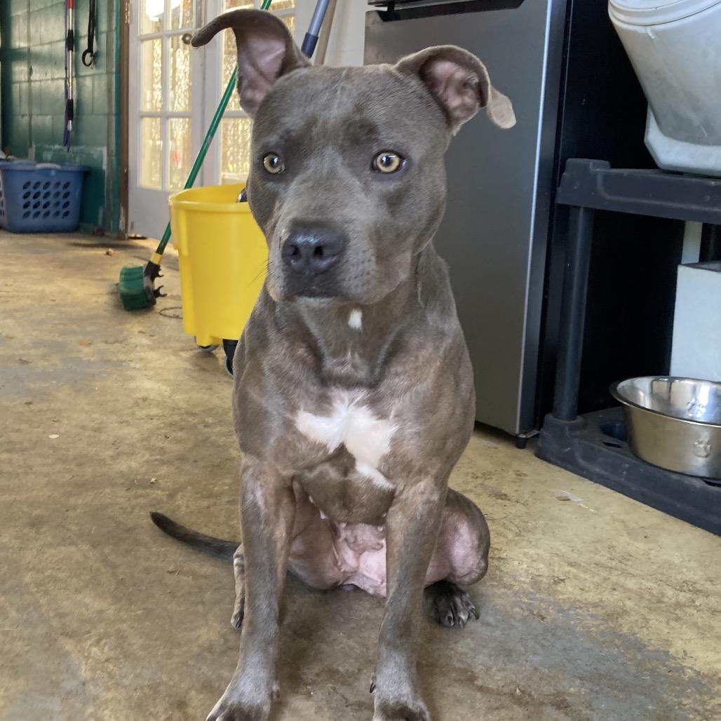 Enlarge Princess Leia, a Adoptable Mixed Breed in Volcano, HI image 6/6