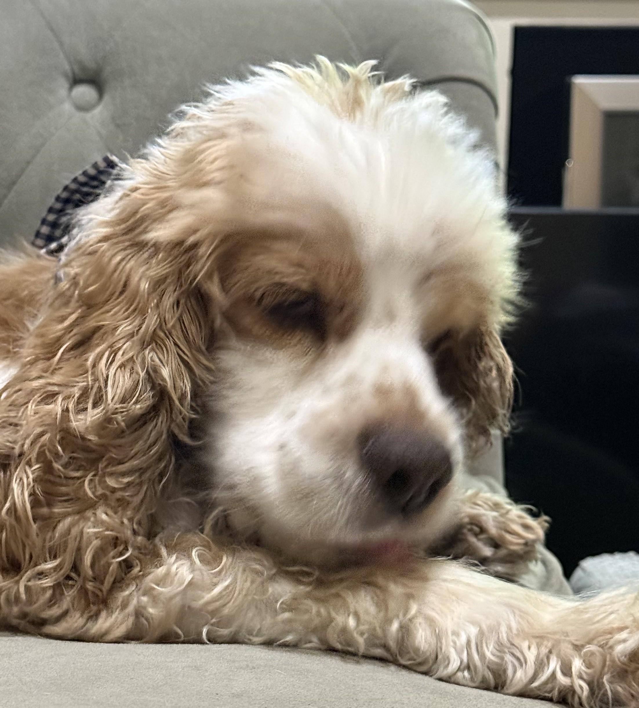 Jasper, ADOPTABLE, Senior Male Cocker Spaniel.