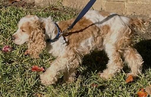 Enlarge Jasper, a ADOPTABLE Cocker Spaniel in Plano, TX image 5/5