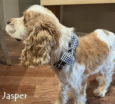 Enlarge Jasper, a ADOPTABLE Cocker Spaniel in Plano, TX image 2/5