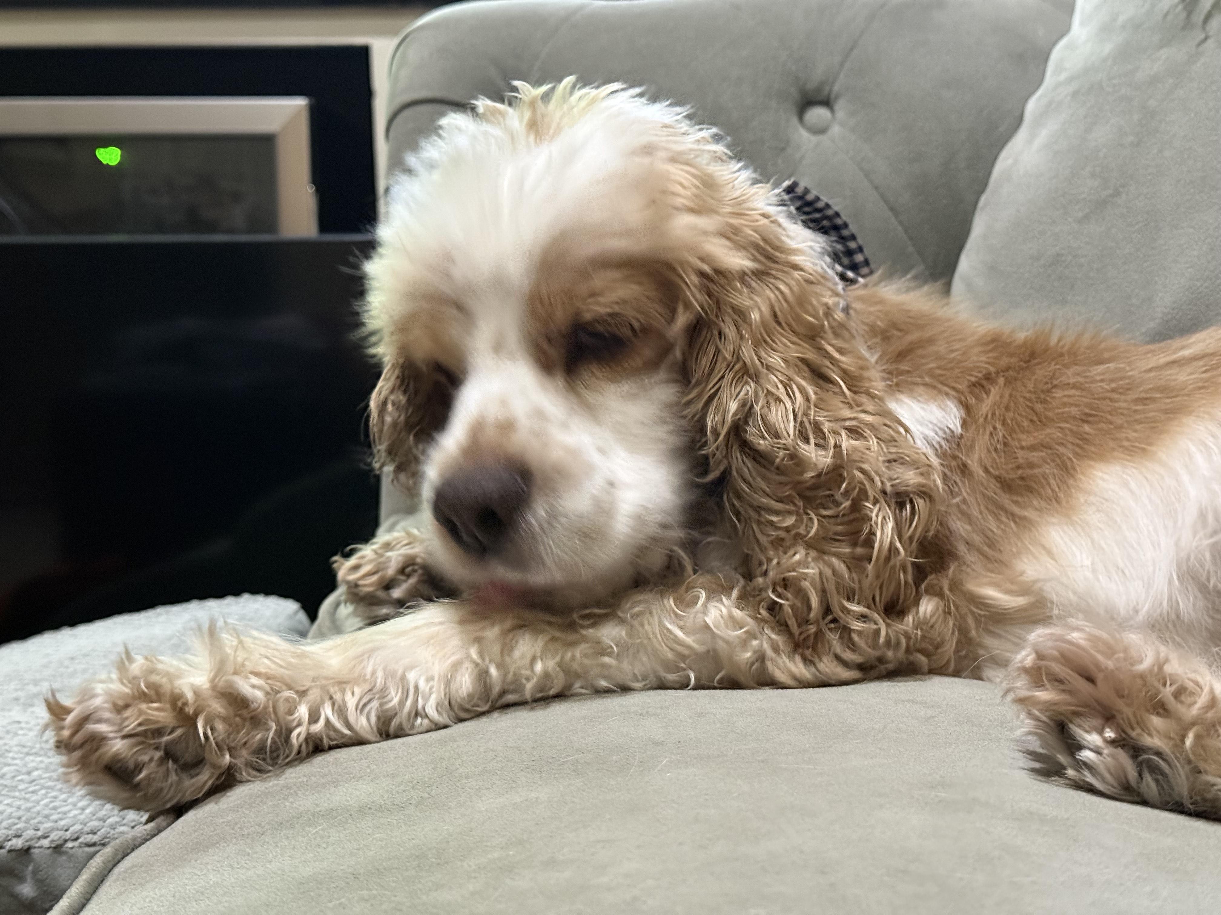 Enlarge Jasper, a ADOPTABLE Cocker Spaniel in Plano, TX image 4/5
