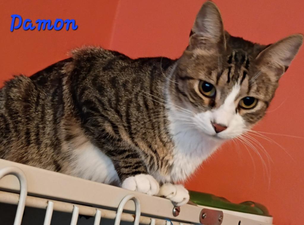 DAMON, a Adoptable mixed breed in Marianna, FL image 2/4